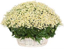 Цветочная композиция из Ромашки в корзине #REPLACE_PRED# Гелдагане